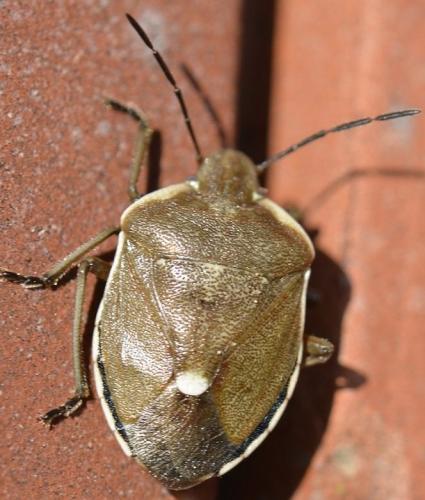 Chlorochroa pinicola
